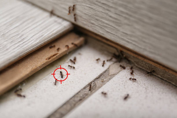 Reliable Blaine, MN Pest Control Solutions
